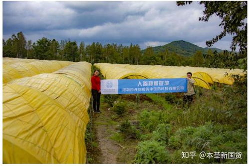 中國(guó)人參與韓國(guó)正官莊高麗參的差異與西洋參的比較